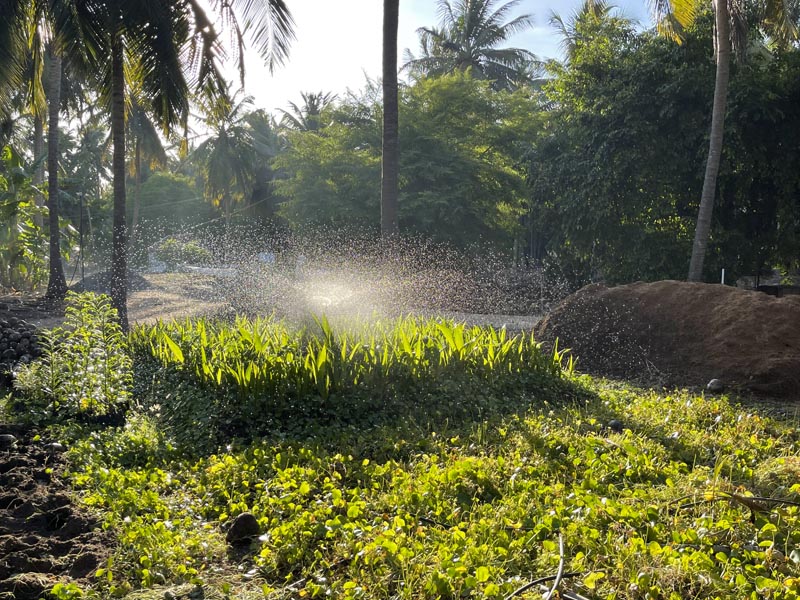 Coconut Nursery near me