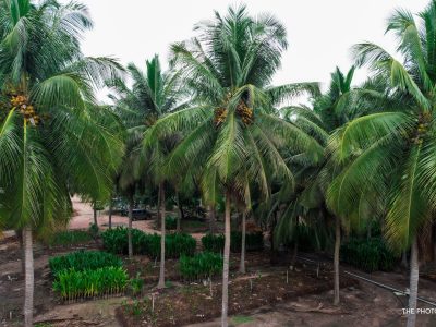 Coconut nursery near me