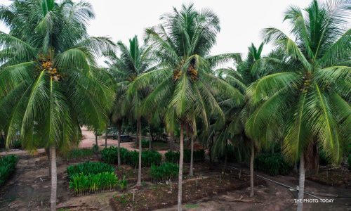 Coconut nursery near me