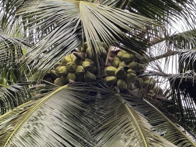 Coconut saplings