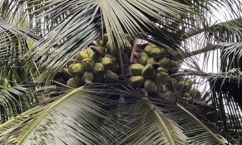 Coconut saplings