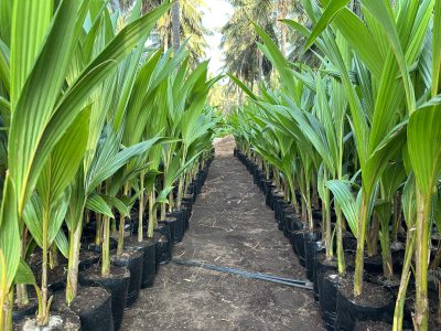 coconut nursery