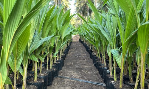 coconut nursery