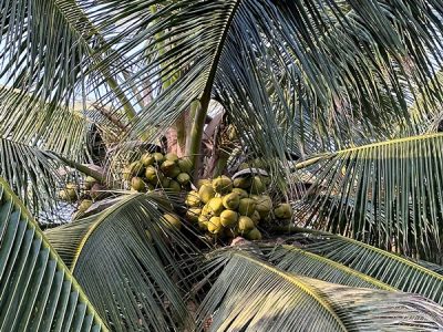 tall coconut tree