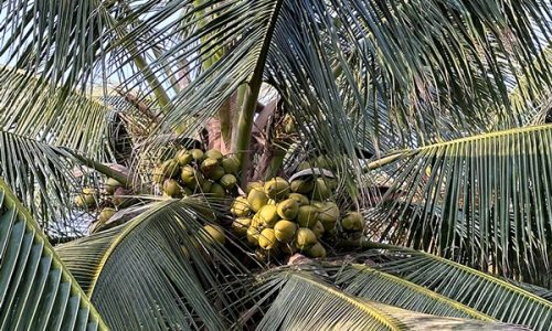 tall coconut tree